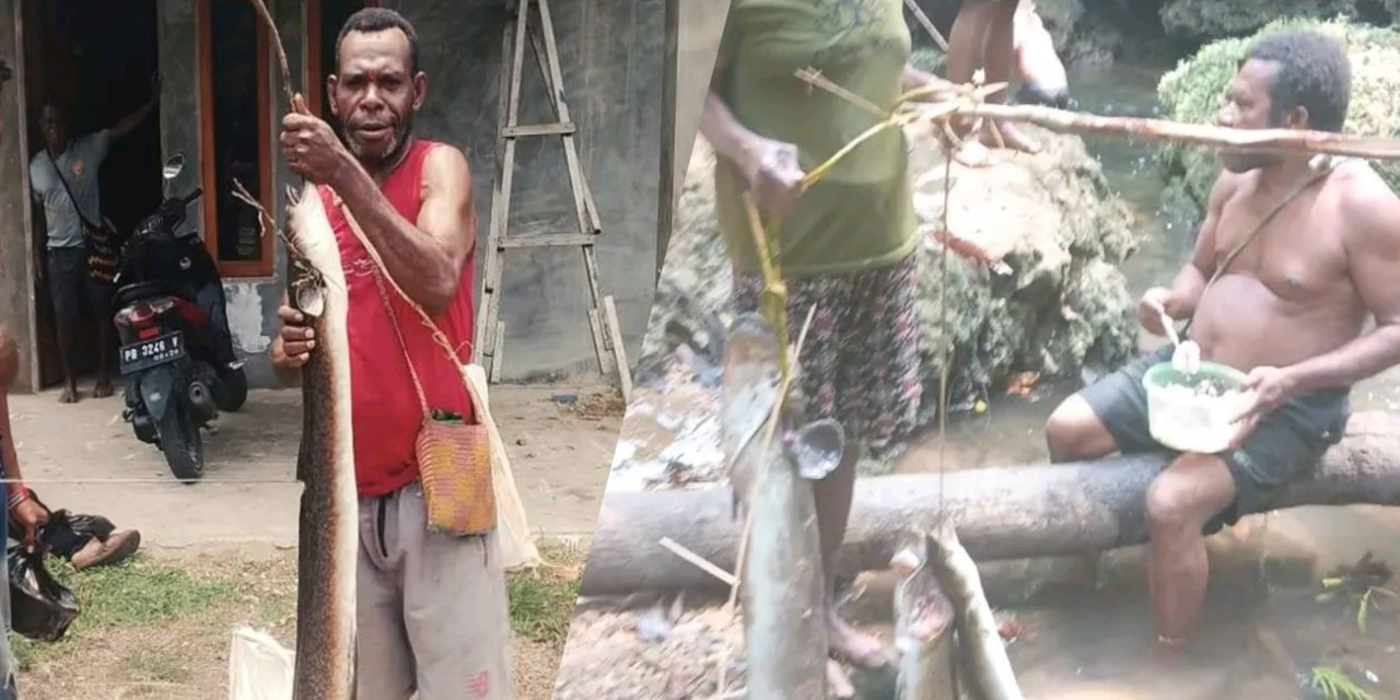 Sidat Raksasa Muncul dari Sungai Konja, Kekayaan Alam Maybrat yang Kini Harus Dijaga