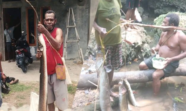 Sidat Raksasa Muncul dari Sungai Konja, Kekayaan Alam Maybrat yang Kini Harus Dijaga